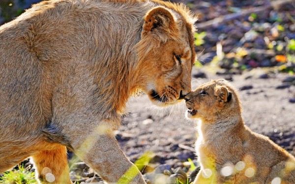 LIONNE ET LIONCEAU