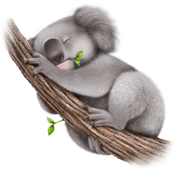 KOALA