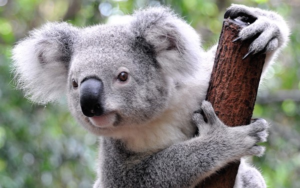 KOALA