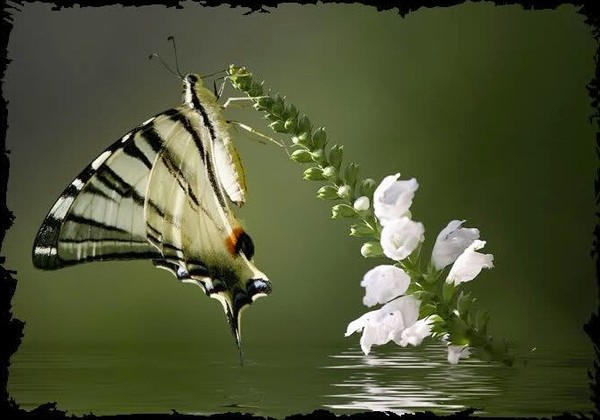 PAPILLON