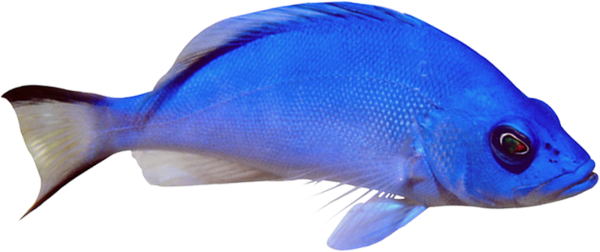 POISSON