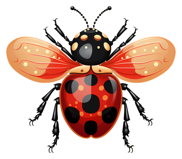 COCCINELLE 3
