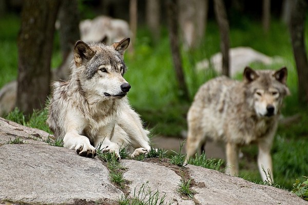 LOUPS