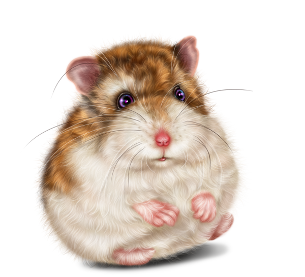 SOURIS RAT HAMSTER... 2