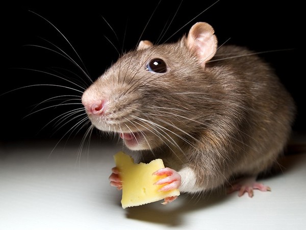 RAT