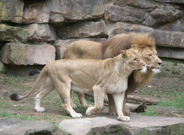 LION ET LIONNE