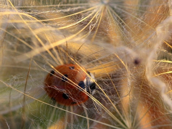 COCCINELLE