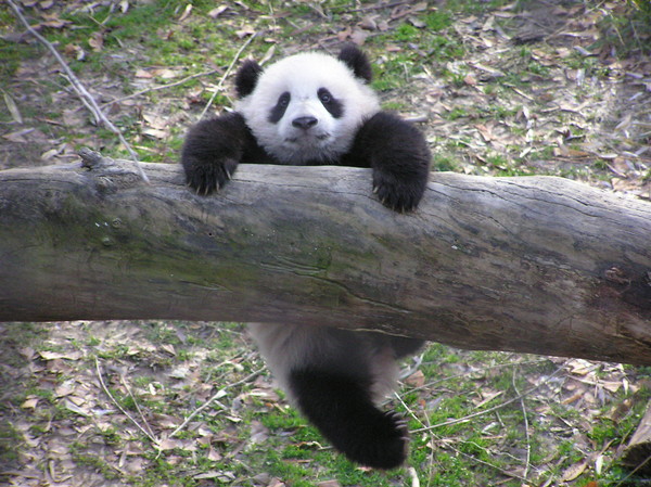 PANDA