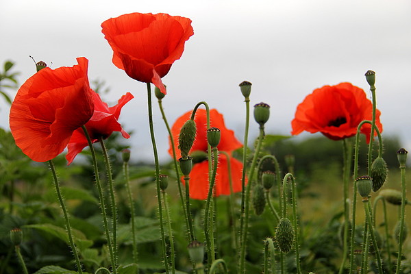 COQUELICOTS