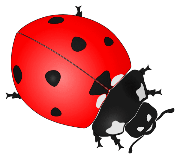 COCCINELLE