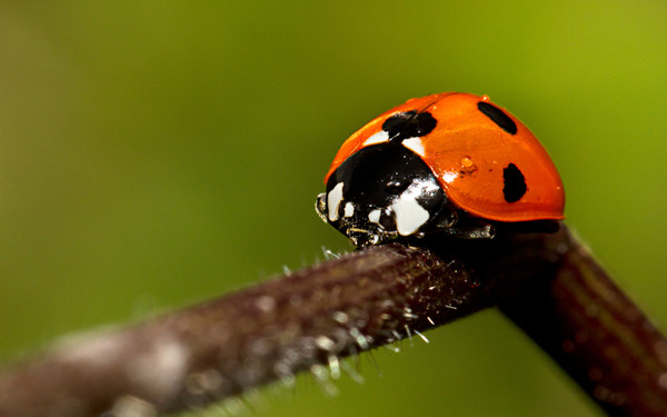 COCCINELLE