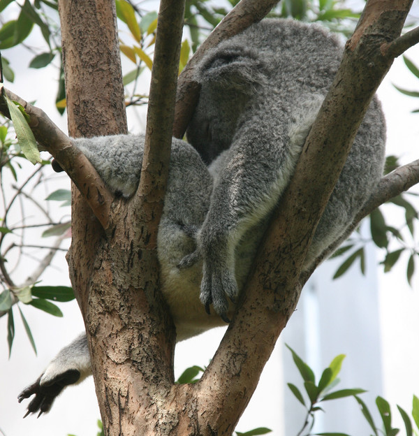 KOALA