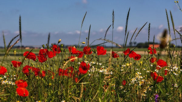 COQUELICOTS