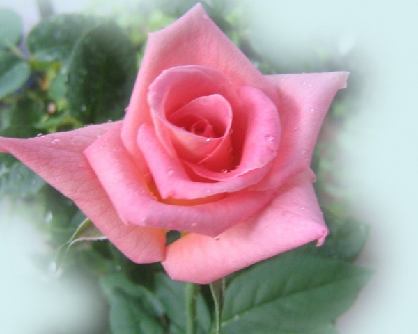 ROSE 2