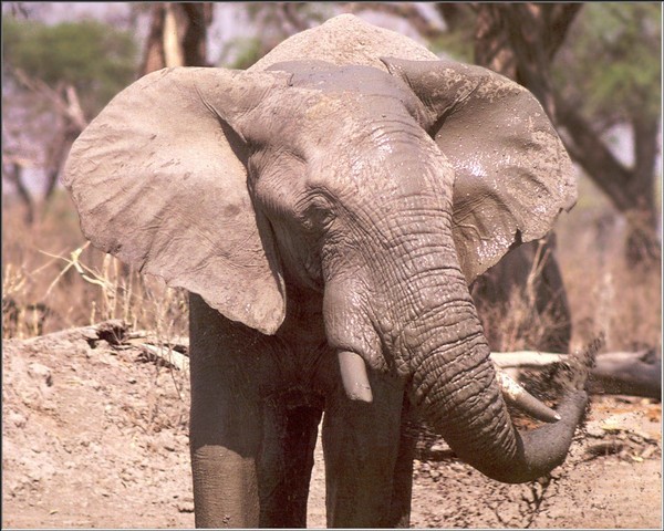 ELEPHANT