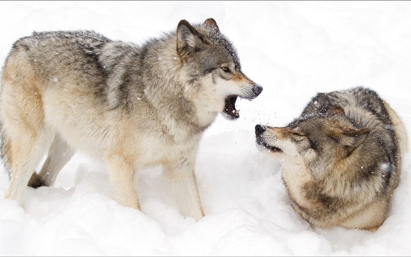 LOUPS