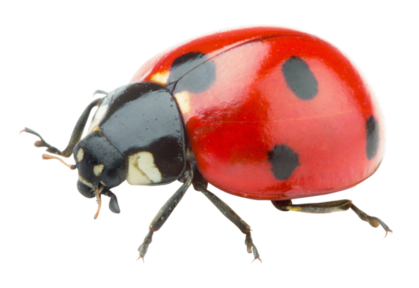 COCCINELLE 3