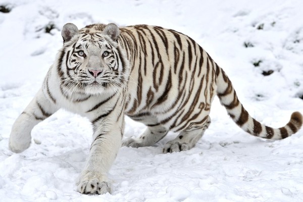 TIGRE BLANC