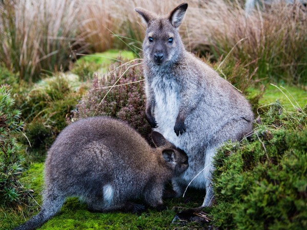 KANGOUROUS