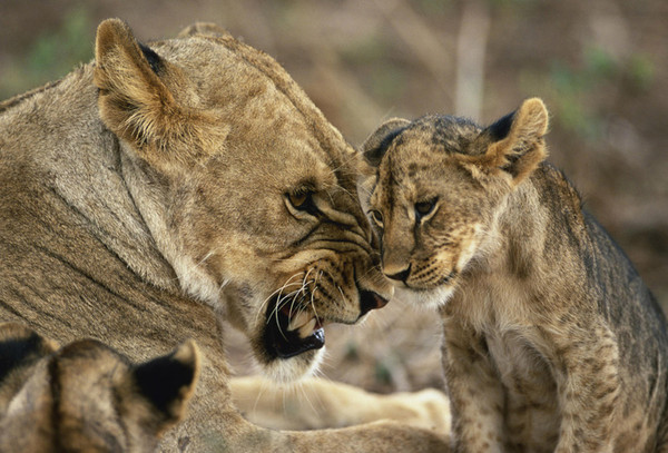 LIONNE ET LIONCEAU