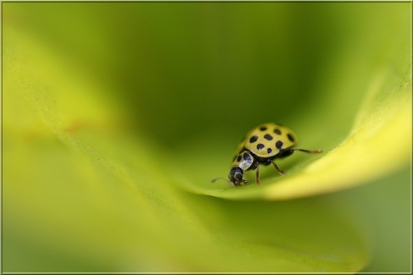 COCCINELLE