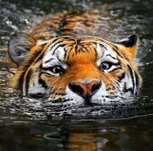 TIGRE