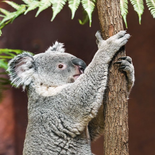 KOALA