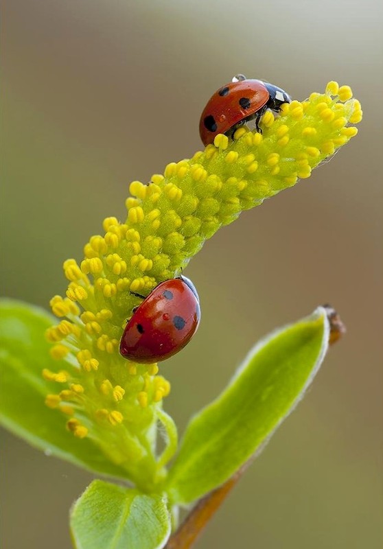 COCCINELLES