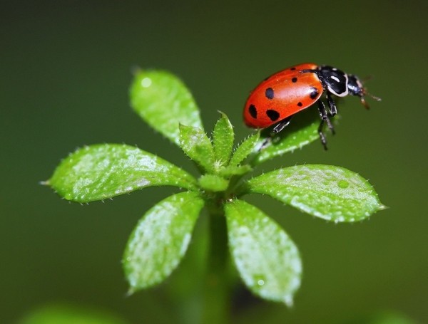 COCCINELLE