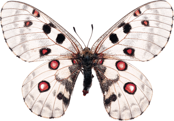 PAPILLON