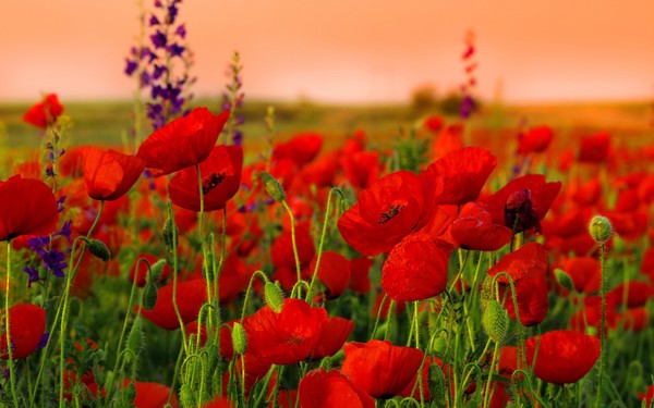 COQUELICOTS