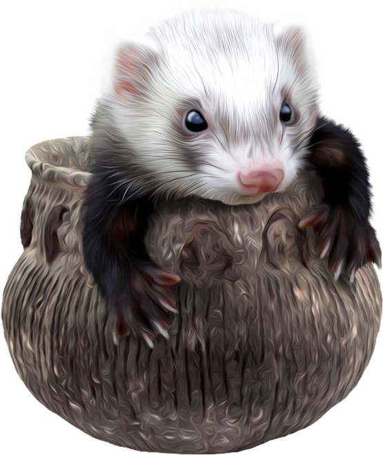 FURET