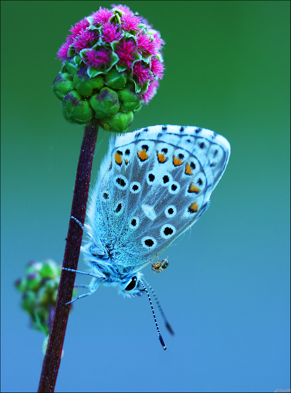 PAPILLON