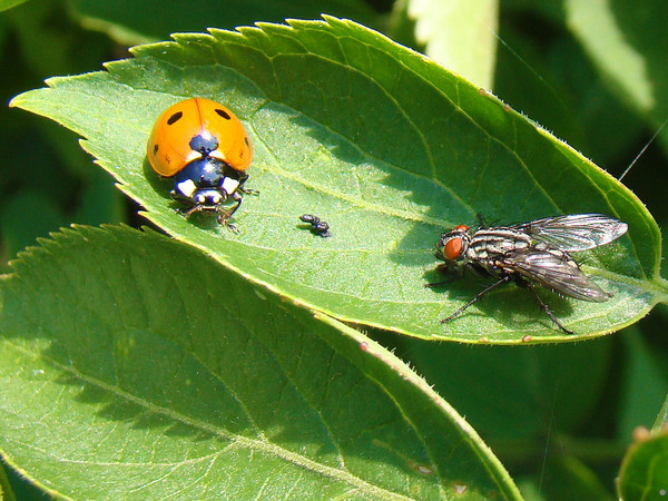 COCCINELLE