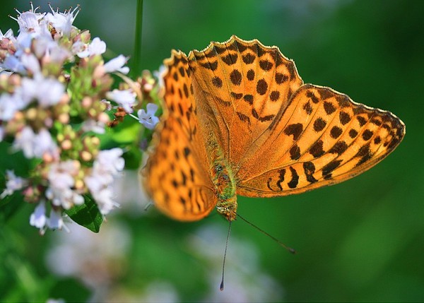 PAPILLON