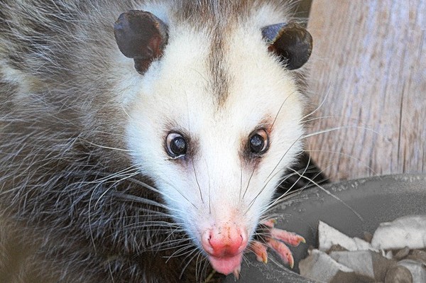 OPPOSSUM