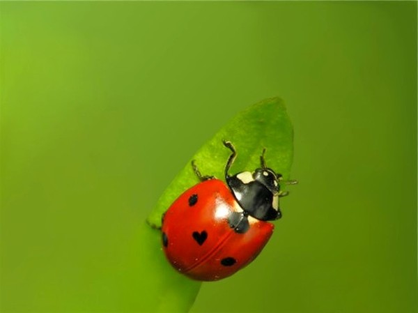 COCCINELLE