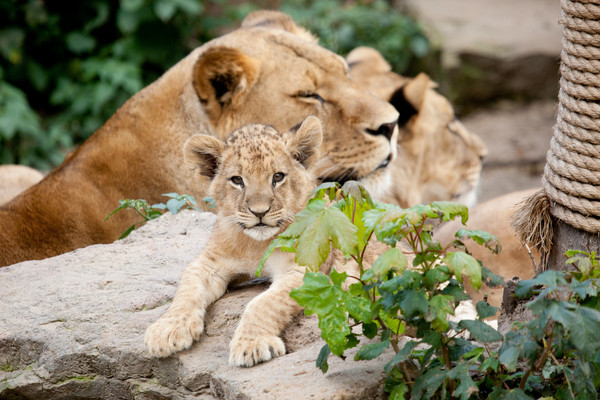 LIONNE ET LIONCEAU