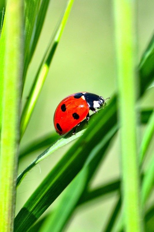 COCCINELLE 2