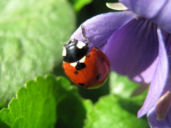 COCCINELLE