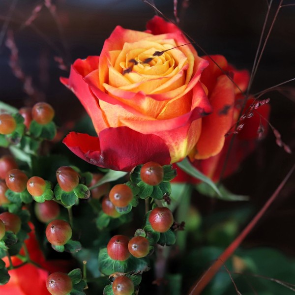 ROSE 4