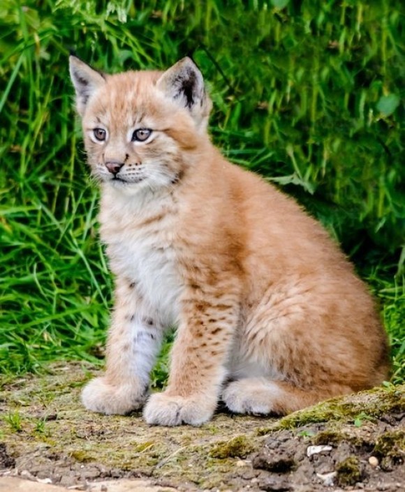 LYNX