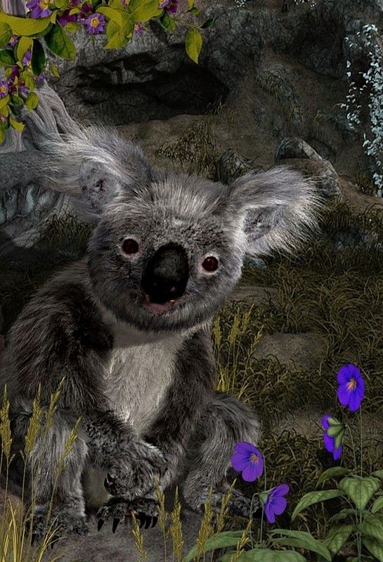 KOALA