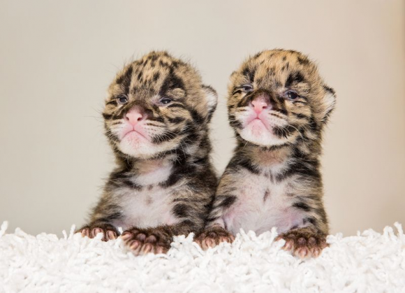 BEBES LEOPARDS