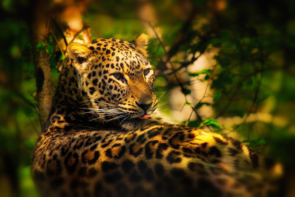 LEOPARD