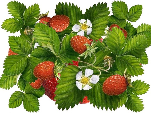 LES FRAISES