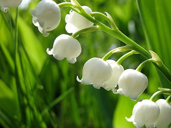 LE MUGUET