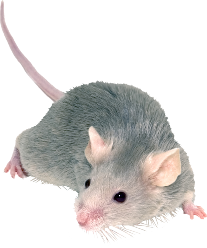 RAT 2