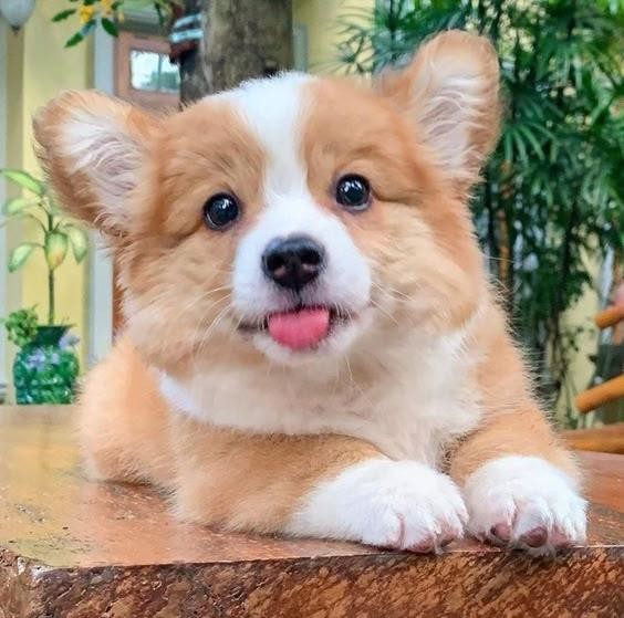 CHIEN 5
