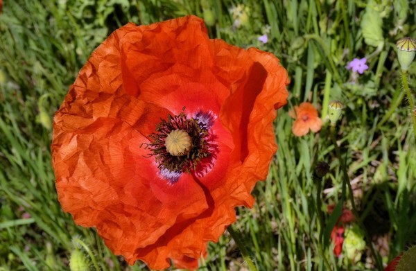 COQUELICOT